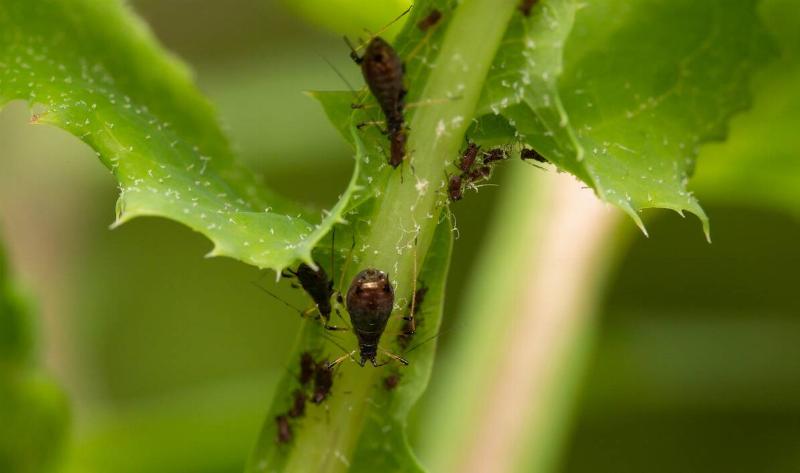 Aphids on a plant stem.