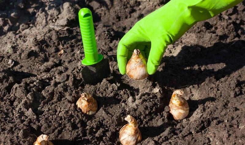 A person planting flower bulbs.