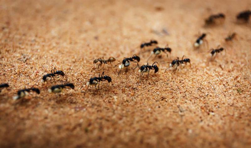A group of ants walking in a line on the sand.