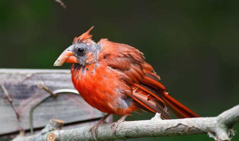 A bald cardinal.