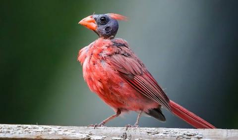 A bald cardinal.