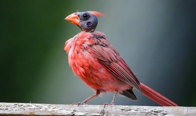 A bald cardinal.