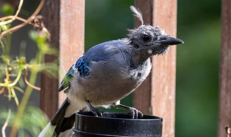 A bald blue jay.