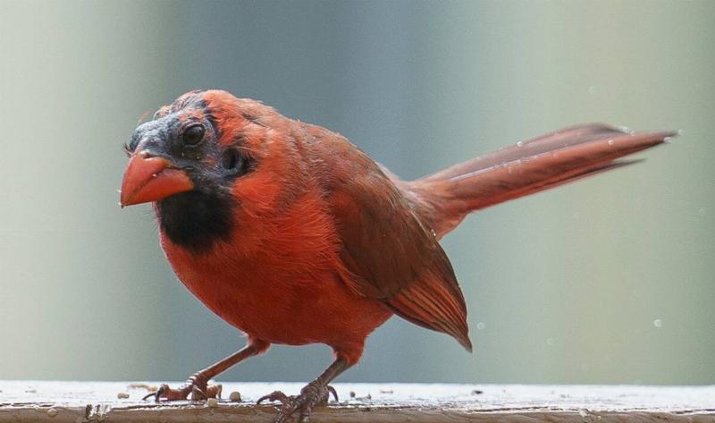 A bald cardinal.