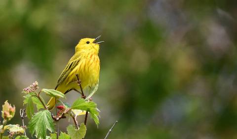 A bird on a branch singing.
