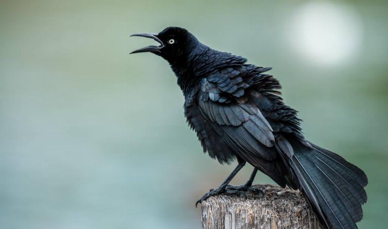 A crow on a fence post singing.