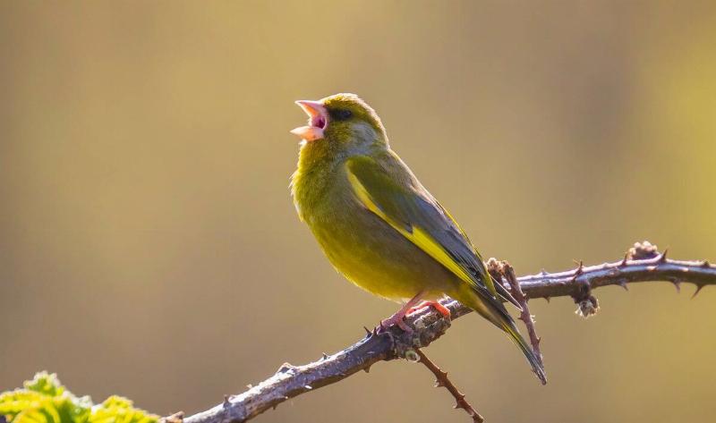 A bird on a branch singing.