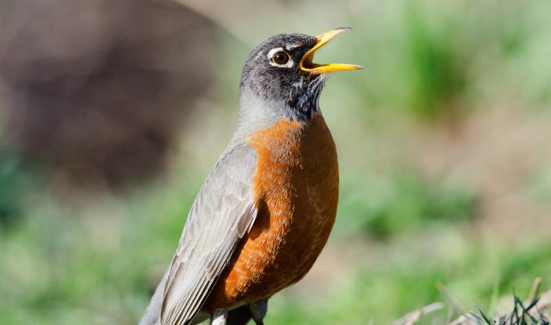 A robin singing.