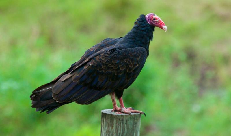 A turkey vulture.
