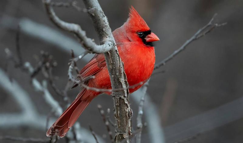 A cardinal on a branch.