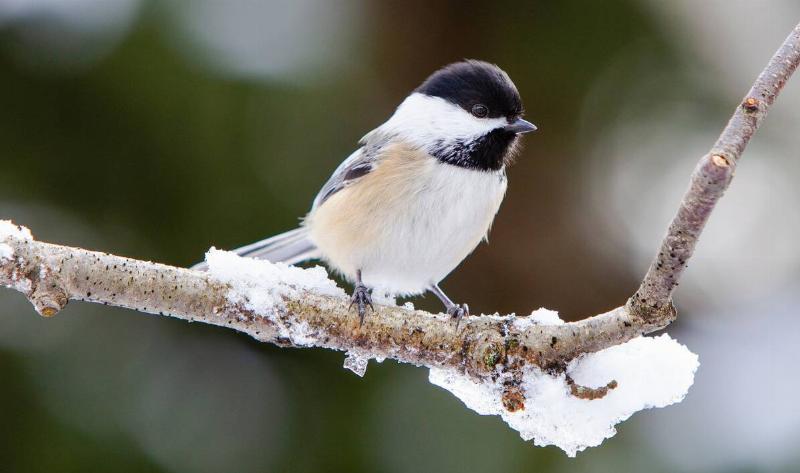 A chikadee on a snowy branch.