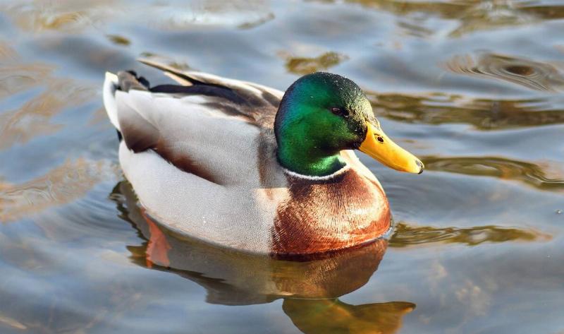 A male malard duck.