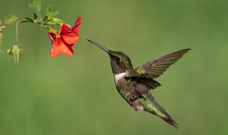 A hummingbird in front of a flower.