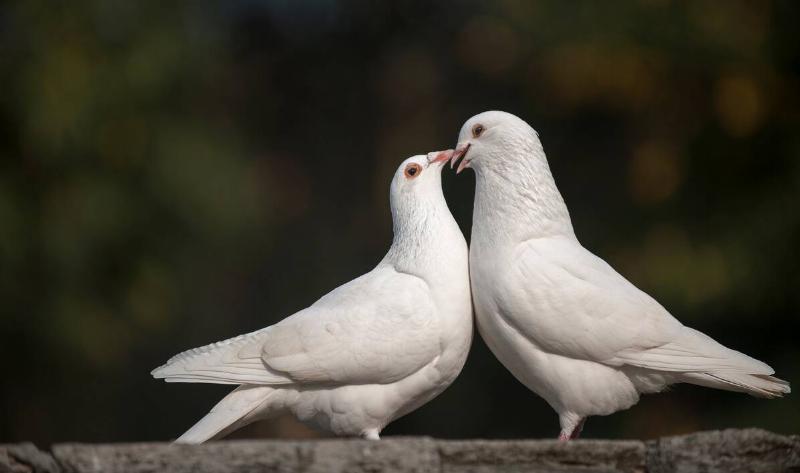 Two doves.
