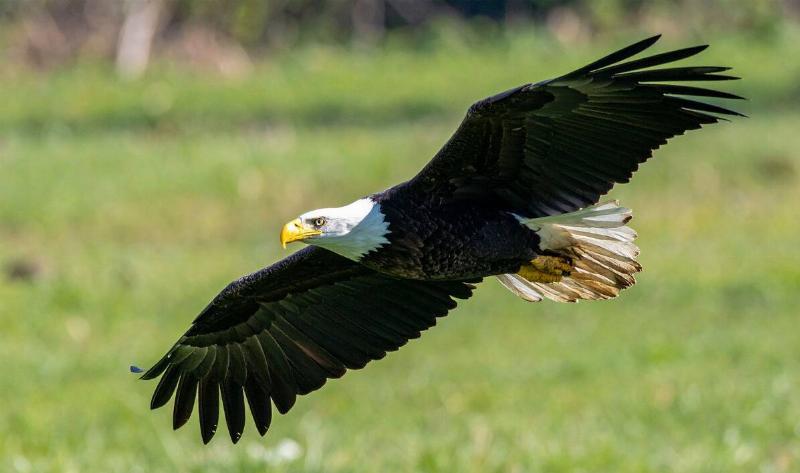 A bald eagle flying.