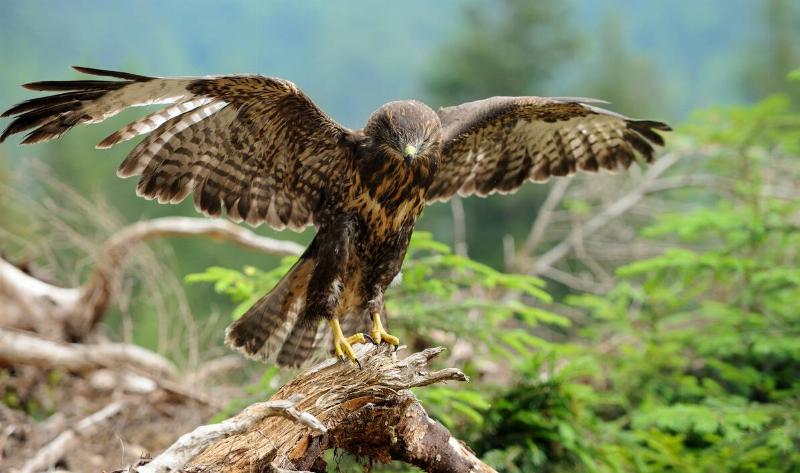 A hawk with its wings spread out.