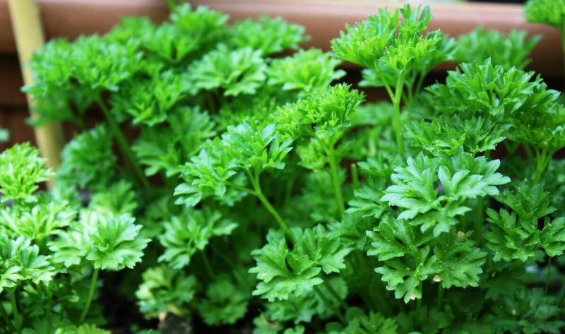 A parsley plant.