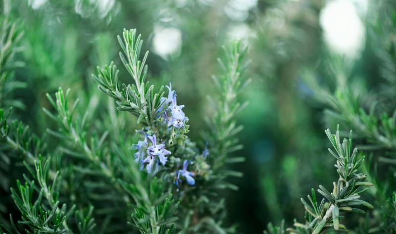 A flowering rosemary plant.