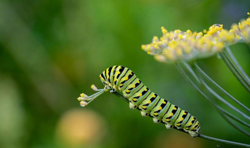 A caterpillar on a dill plant.