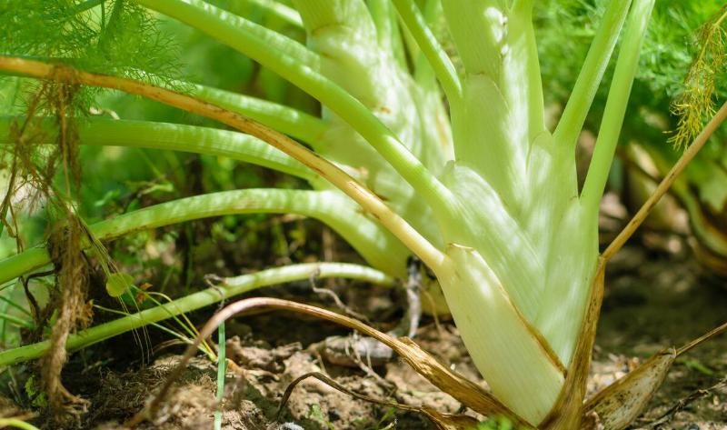 The center stalk of a fennel plant in the ground.