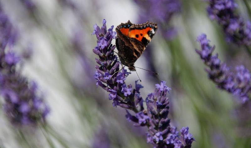 A butterfly on a lavender flower.