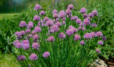 Chives with blooming purple flowers.