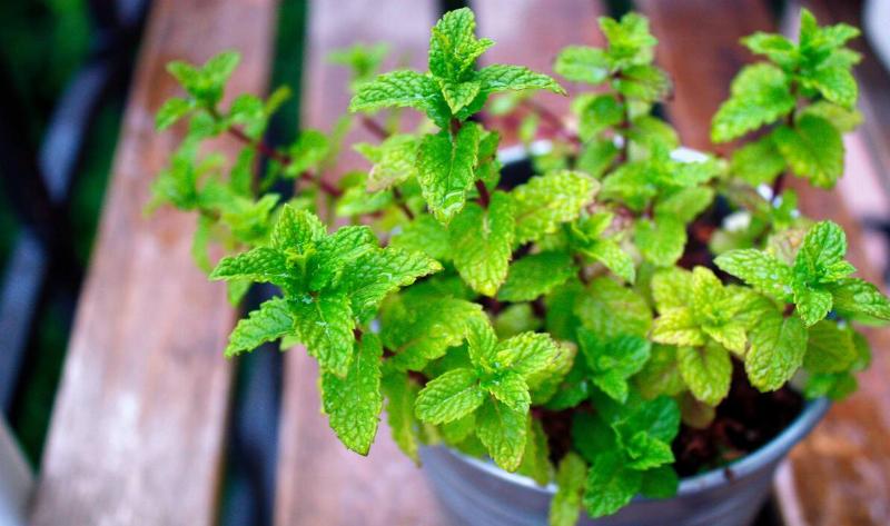 A mint plant in a pot.
