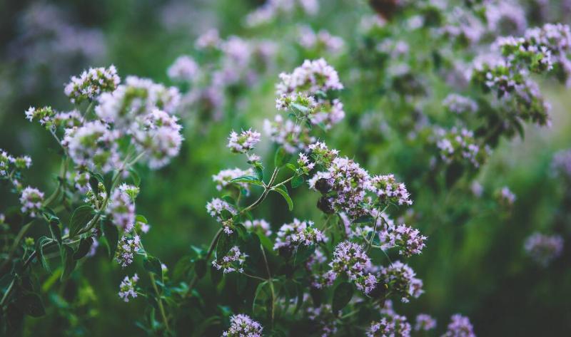 A flowering oregano plant.