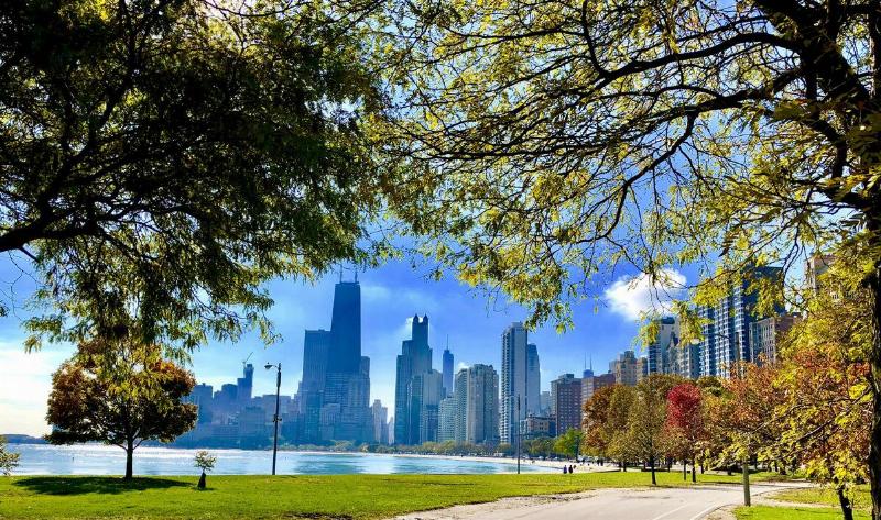 The Chicago skyline as seen through some trees.