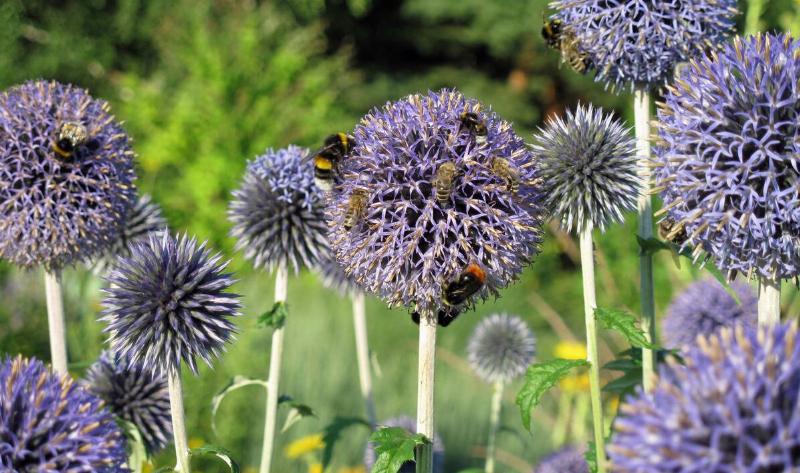 A globe thistle.