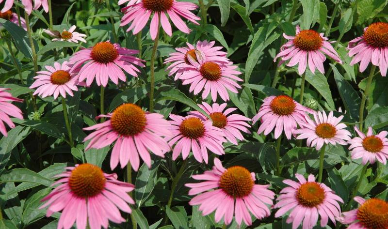 A coneflower bush.