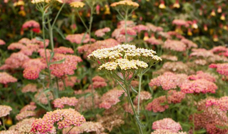 A yarrow plant.