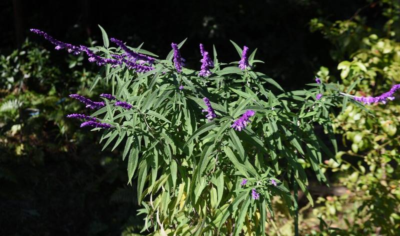 A Russian sage.