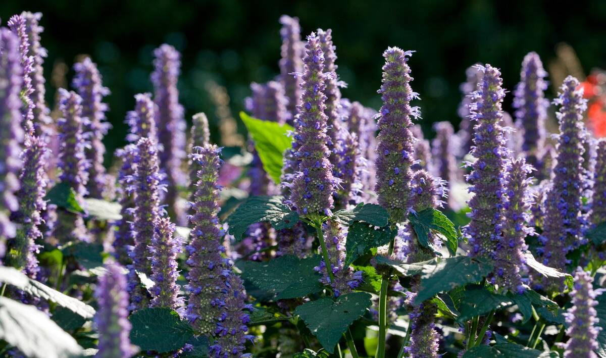 An agastache plant.