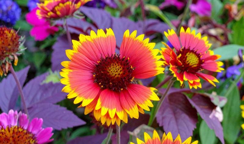 A blanket flower plant.