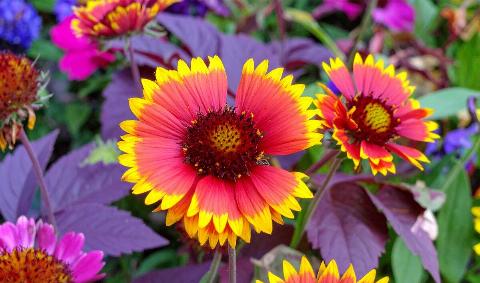 A blanket flower plant.