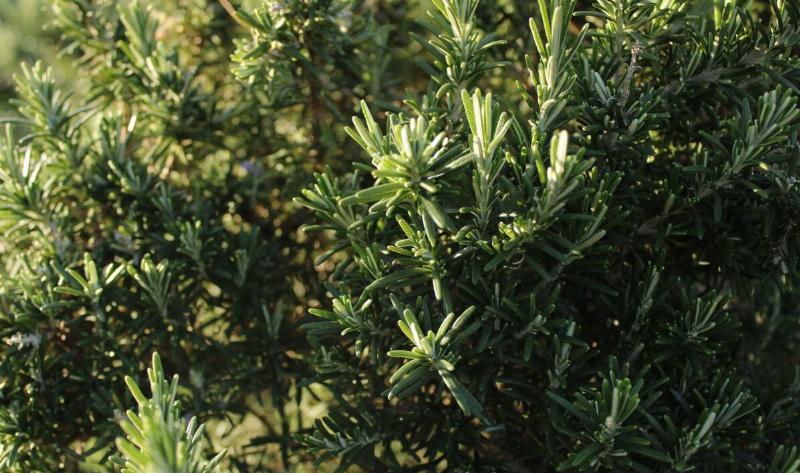A rosemary plant.