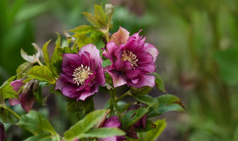 Two hellebore flowers.