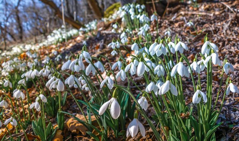 A collection of snow drops.