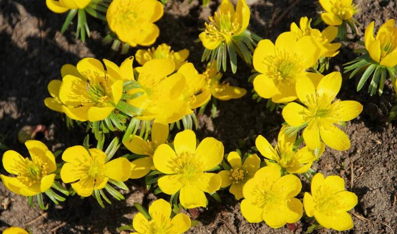 Winter aconite flowers.