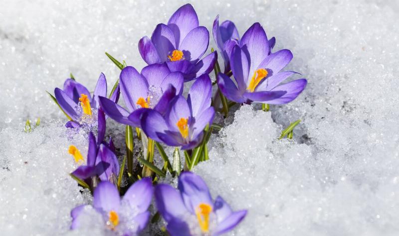 Some crocus flowers blooming through snow.