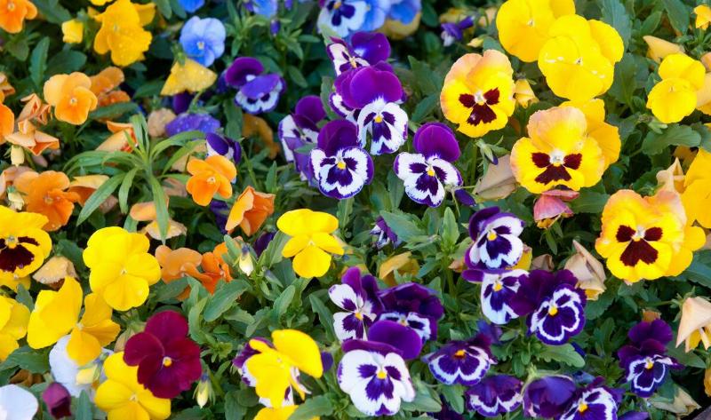 A lot of pansy flowers.