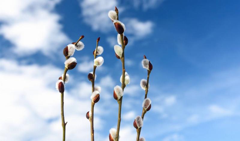 Four pussy willow stalks against a bright blue sky.
