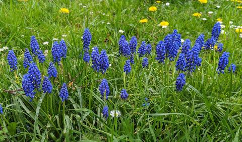 A row of grape hyacinths.