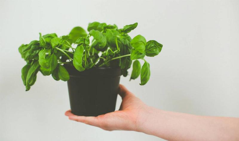 A hand holding a potted basil plant.