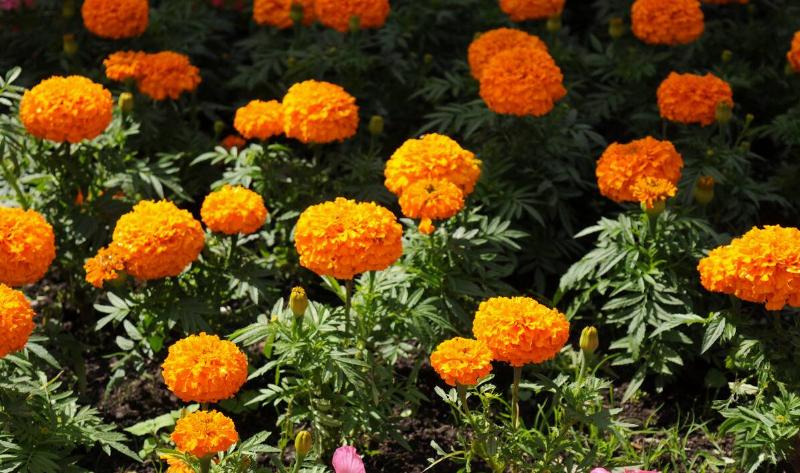 A group of marigold plants.