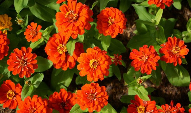 A bush of zinnia flowers.