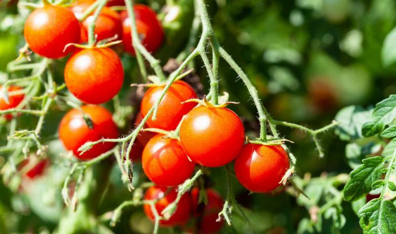 A vine of cherry tomatoes.