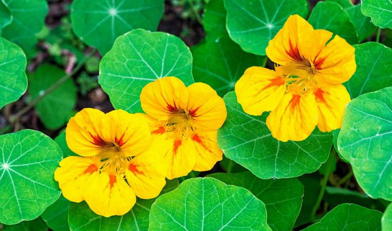 Three nasturtimus flowers.