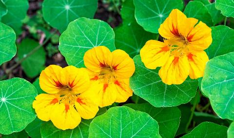 Three nasturtimus flowers.